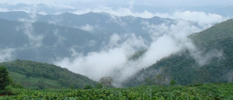 板山皇家贡茶园